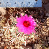 5" Echinocactus horizonthalonius, Large Eagle's claw, Turk's head cactus plant - Image 3