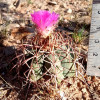 5" Echinocactus horizonthalonius, Large Eagle's claw, Turk's head cactus plant - Image 2