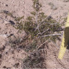 4 LIVE CREOSOTE BUSH, Larrea tridentata, greasewood, Prostrate Strong Full Roots - Image 4
