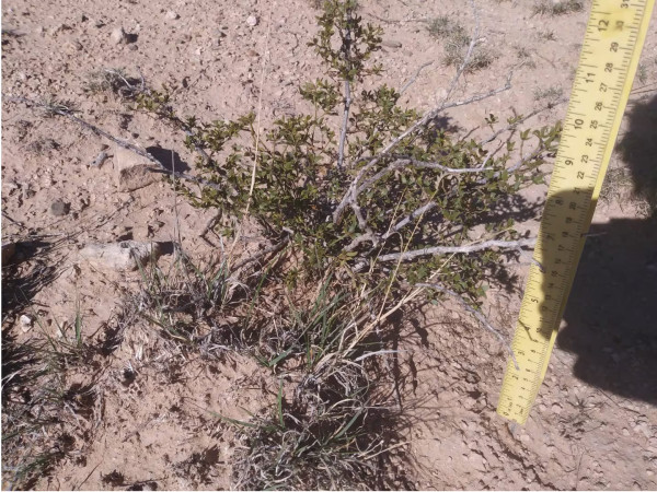 4 LIVE CREOSOTE BUSH, Larrea tridentata, greasewood, Prostrate Strong Full Roots - Image 4