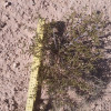 4 LIVE CREOSOTE BUSH, Larrea tridentata, greasewood, Prostrate Strong Full Roots