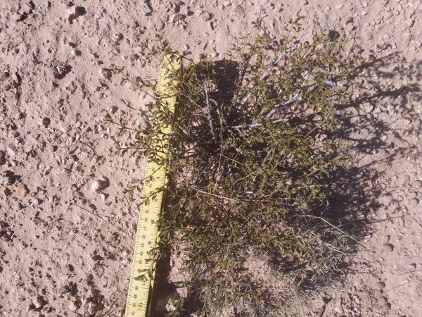 4 LIVE CREOSOTE BUSH, Larrea tridentata, greasewood, Prostrate Strong Full Roots
