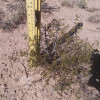 4 LIVE CREOSOTE BUSH, Larrea tridentata, greasewood, Prostrate Strong Full Roots - Image 5