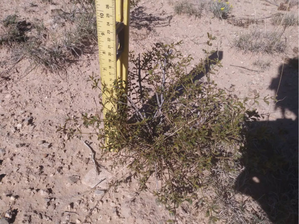 4 LIVE CREOSOTE BUSH, Larrea tridentata, greasewood, Prostrate Strong Full Roots - Image 5