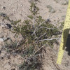 4 LIVE CREOSOTE BUSH, Larrea tridentata, greasewood, Prostrate Strong Full Roots - Image 3