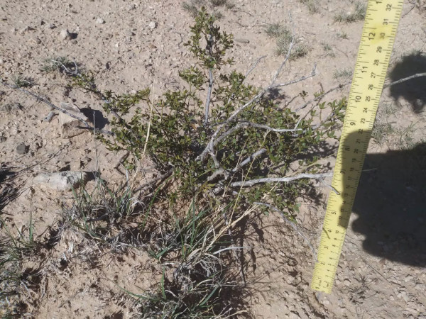 4 LIVE CREOSOTE BUSH, Larrea tridentata, greasewood, Prostrate Strong Full Roots - Image 3