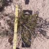 4 LIVE CREOSOTE BUSH, Larrea tridentata, greasewood, Prostrate Strong Full Roots - Image 2