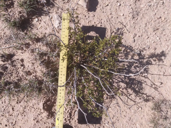 4 LIVE CREOSOTE BUSH, Larrea tridentata, greasewood, Prostrate Strong Full Roots - Image 2