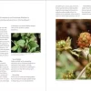 Southwest Foraging: 117 Wild and Flavorful Edibles from Barrel Cactus to Wild - Image 6